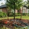 Post-planting tree care checklist for watering, mulch and pruning