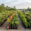 Tree Nursery in the Clear Lake Area for Seedling Prices and Stock