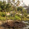 What Happens If My New Tree Dies and What to Do Next