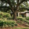 What to Plant Under Large Oak Trees: Houston-Friendly Ideas